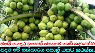 How can take a big harvest from a coconut tree in every month.
