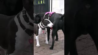 Rescue Bull Terrier learns how to socialize  #aggressivedog #aggressivedogtraining