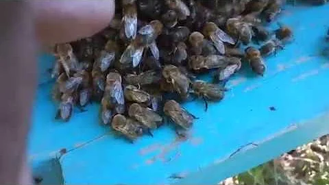 Пчелы выгоняют трутней из улья .