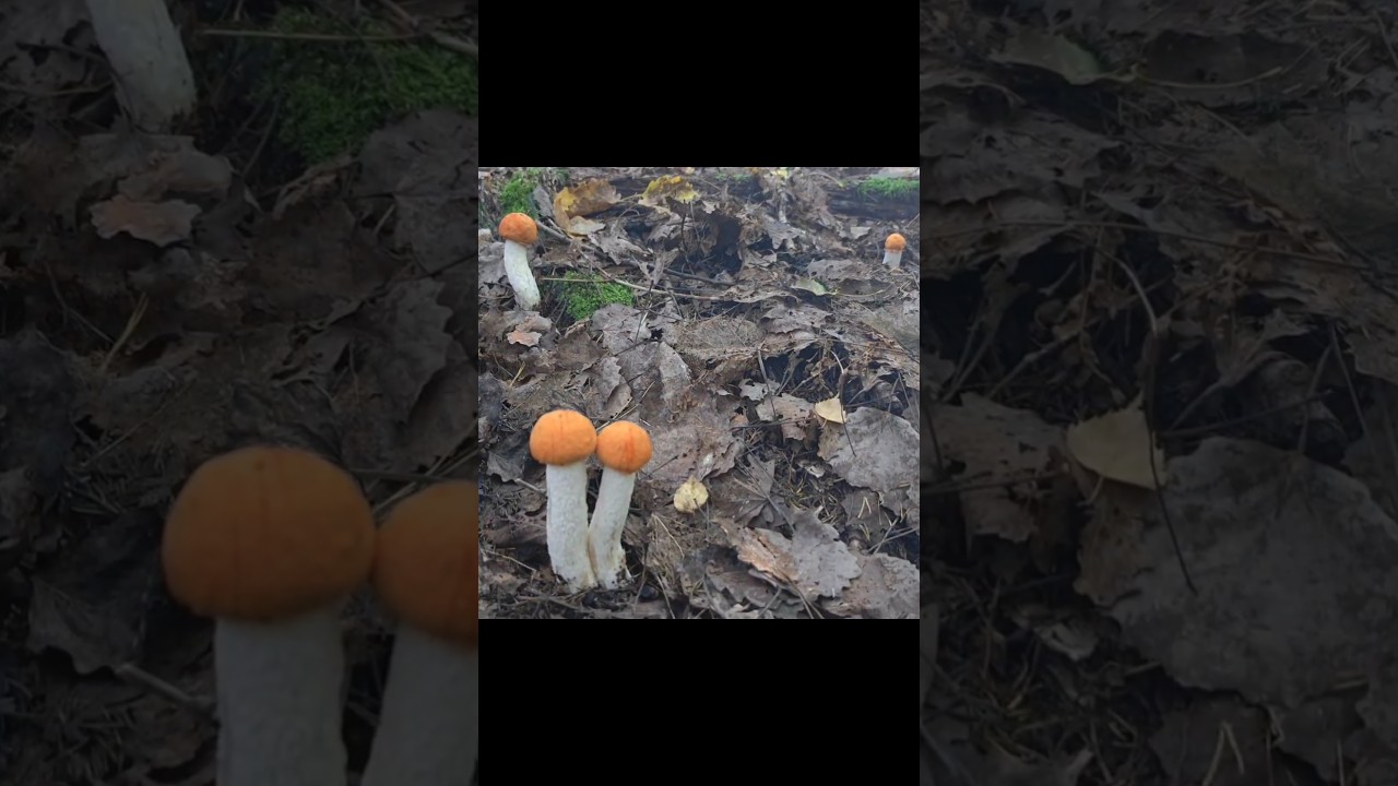 В ЭТОМ ОСИННИКЕ ПОДОСИНОВИКИ ПОВСЮДУ! ГРИБНИК В ШОКЕ И НЕ ОЖИДАЛ ТАКОГО!