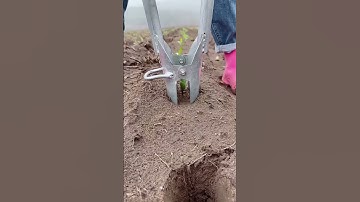 Seedlings are a good helper transplanting seedlings and planting seedlings artifact.