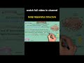What Are Vesicles? | EasyMedEdHub #shorts #cellbiology #anatomy #science