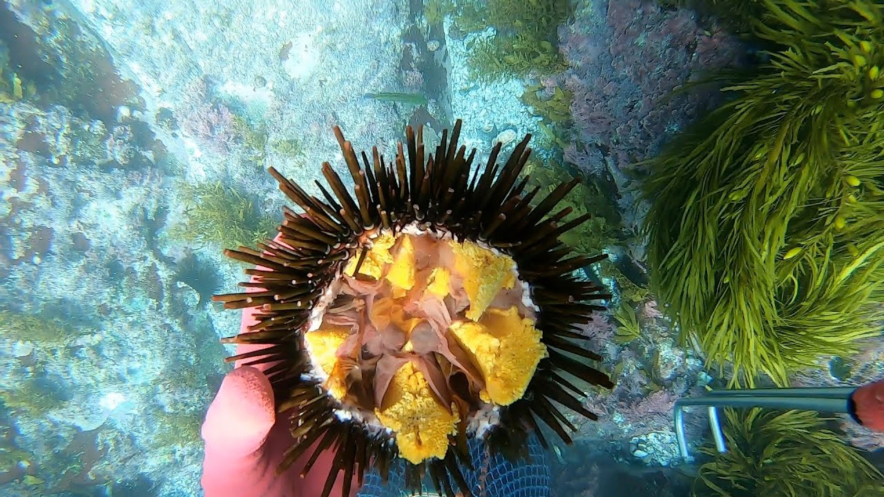 COMMERCIAL KINA AND UNI DIVING YouTube