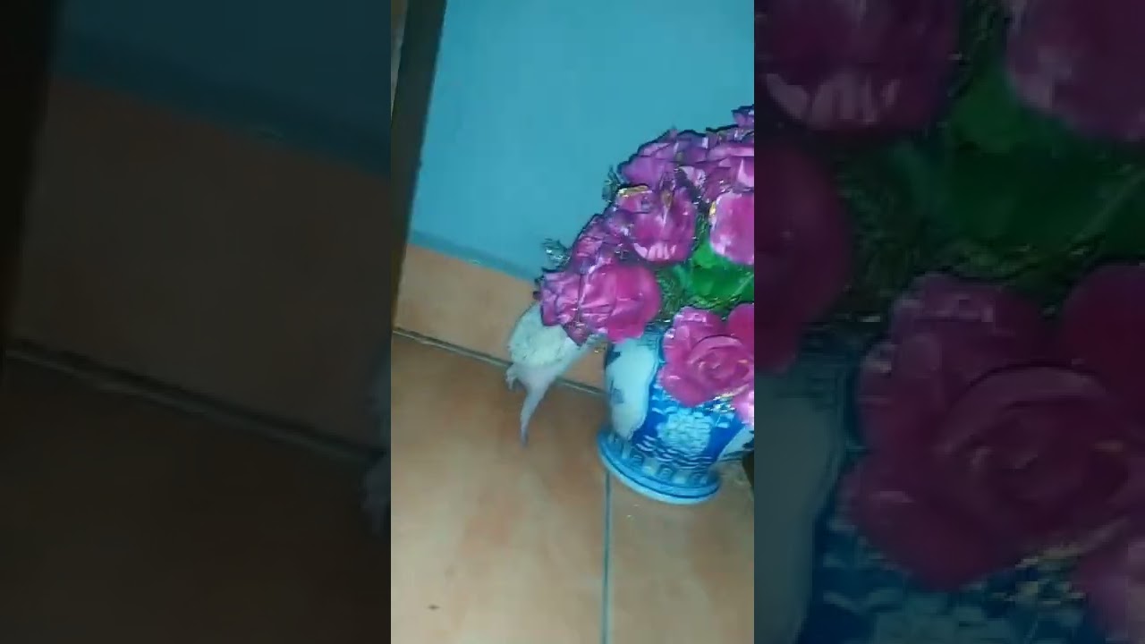 " A normal day of OLLA's life. " 💚🦔 