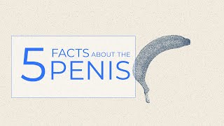 5 Interesting Facts About The Human Penis