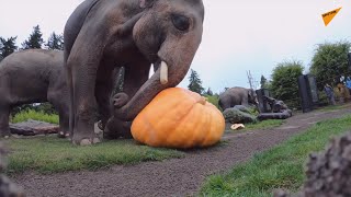 ゾウたちのハロウィン始まる　米オレゴン州