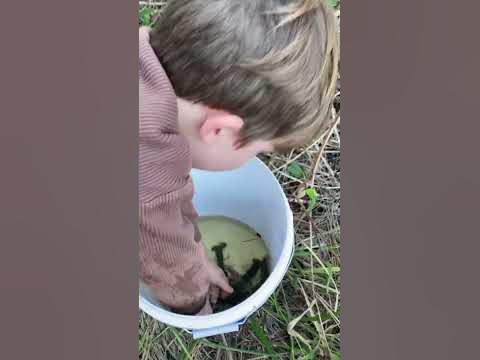 Koa catches some Yabbies and an eel on Golden Hill Farm 