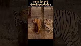 Worthog Vs  Tiger | Animals Attack  #animals