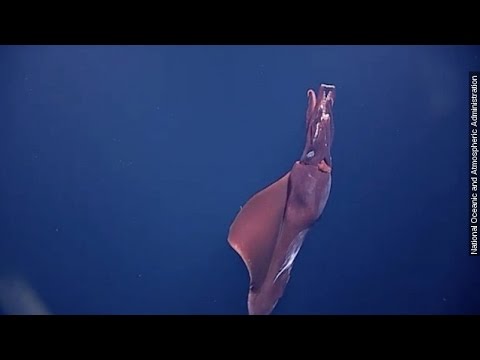 Why Footage Of This 'Whiplash Squid' Is So Rare - Newsy