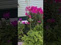 Моя  радость