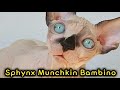 Sphynx Munchkin Bambino Cat : Hairless Munchkin Cat :  Бамбино の動画、YouTube動画。