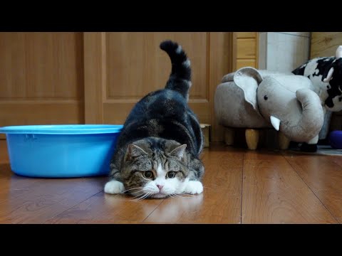 子猫みたいに遊ぶ大きなねこ。-Maru plays like a kitten.-