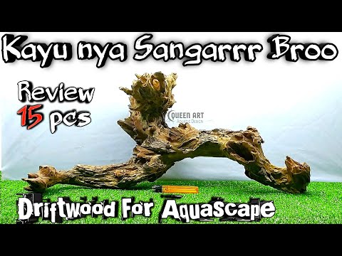 review-kayu-driftwood-aquascape-kayu-tua-untuk-aquarium