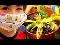 Una PLANTA CARNIVORA para DANI y EVAN... y nuestro NUEVO CANAL!!