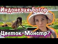 Индонезия. Самые большие цветы в мире воняют?….