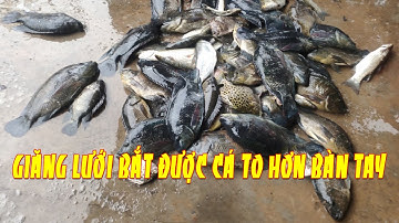 Vô mánh! Ngày cận Tết đi giăng lưới bắt cá dính được nhiều con to hơn bàn tay | Khai Nguyên Vlog #83