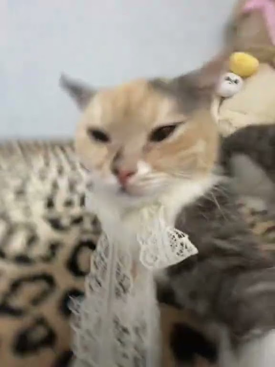 #кот #коты #жоско - YouTube