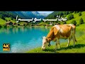 أسرار وعجائب سويسرا كما لم ترها من قبل وثائقي أسرار وعجائب سويسرا كما لم ترها من قبل وثائقي