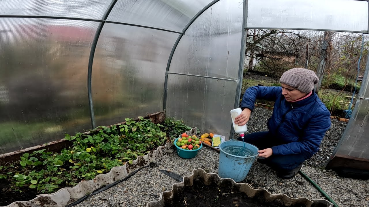 Генералка в теплиці: Шифер замість грошей, овес замість добрив. Наша сільська інженерія!