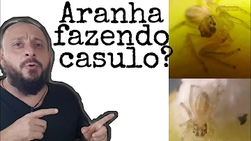 Como é o casulo da aranha?