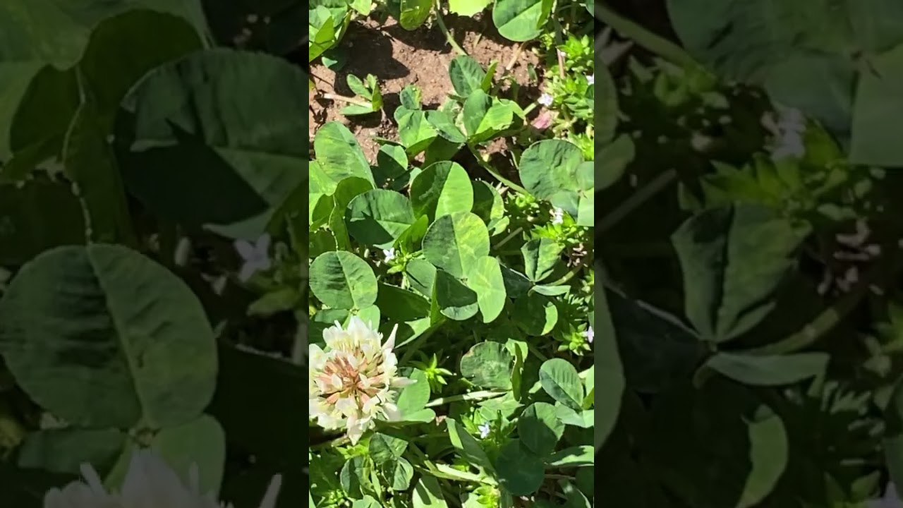 Flowering on My Clover is starting! 