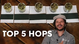Our TOP FIVE favorite aroma hops!