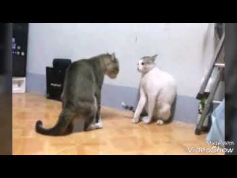cat fight بلیوں کی لڑائ