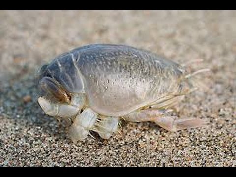 how to catch sand crabs and use them for bait. 