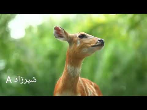 كامران عبدالرحمن مه تؤره