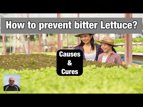 Video: Apa Itu Lettuce Tipburn - Maklumat Mengenai Tipburn Daun Lettuce