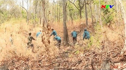 Ninh Thuận tăng cường công tác phòng cháy chữa cháy rừng mùa khô | NTV