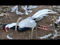 Wild man create amazing trap to catch silver pheasant in the jungle