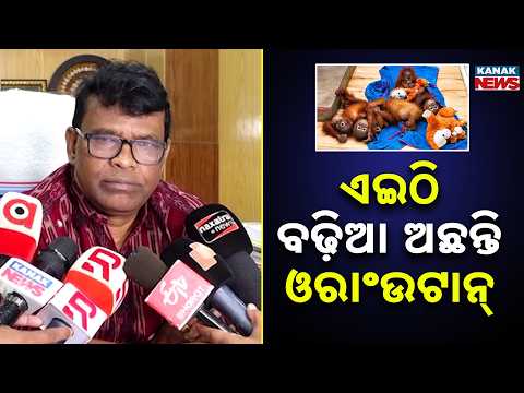 ଏଇଠି ବଢ଼ିଆ ଅଛନ୍ତି ଓରାଂଉଟାନ୍‌, Nandankanan Orangutans Health Update | Condition Improving Gradually