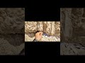 "Jerusalén" #youtubeshorts #jerusalem #tierrasanta #israel #hollyland #viajes