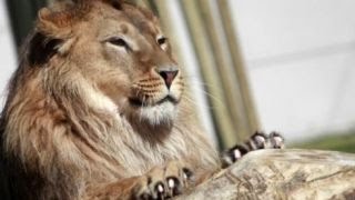 Tonight on Strange Inheritance: Lions, Tigers & Bears and Dino Cowboy