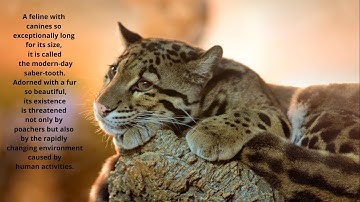 The Clouded Leopard: Feline Modern Day Saber-Tooth