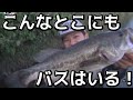 バス釣り　狭い水路で40UP&コトカスミディアム＆おまけ！