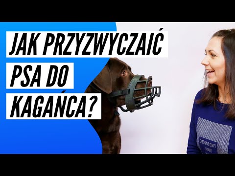 Wideo: Jak Wybrać Kaganiec Dla Swojego Psa