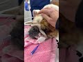 Neglected Bulldog Turns Blue During Transport [STORY BELOW]