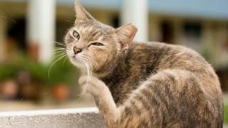 Песня про кота. Песня про кота.