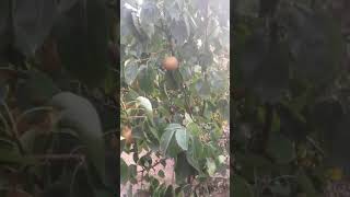 Drzewo o nazwie Jabłko-Gruszka / Jak wyglądają owoce i jak smakuje.