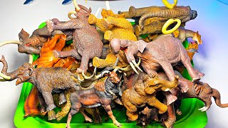 Prehistoric Animals Collection  Woolly Mammoth, Smilodon, Megacerops, Woolly Rhino, Mastodon