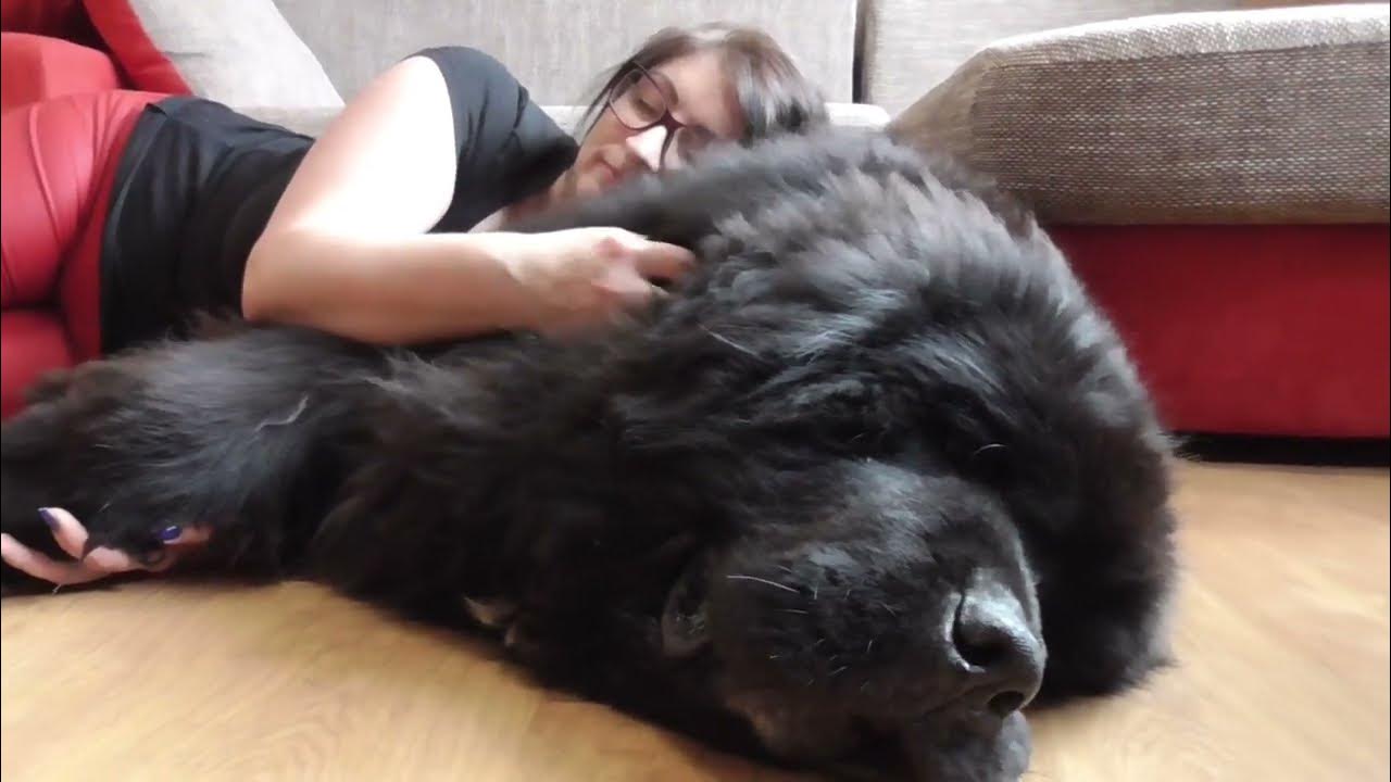 Using my Newfoundland dog as a PILLOW! SO CUTE YouTube
