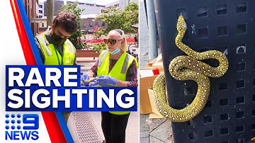 Pet diamond python found hiding inside Sydney bin | 9 News Australia