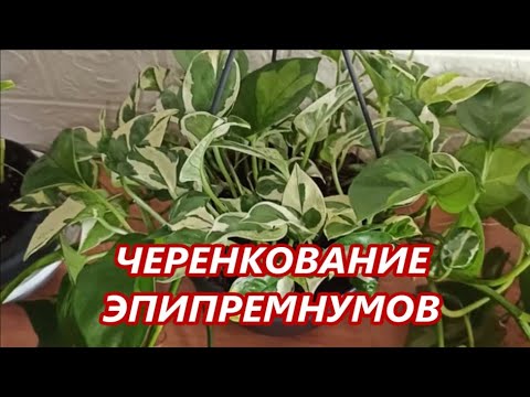 Черенкуем Эпипремнум и Сциндапсус 🌺