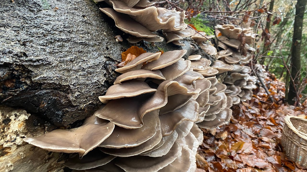 เจอจังๆๆอึ้งไปเลยเห็ดนางรมเต็มขอน #ขอนเดียวพอเลยoytermushroom.8/12/2025.
