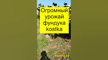 Супер фундук kostka