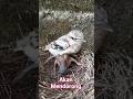 ANAK BURUNG KEDASIH DENGAN CARA DIAM AKAN MENDORONG SODARA TIRINYA NAMUN GAGAL#SHORTS