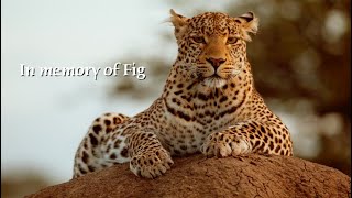 A Tribute to a Leopard, Fig | GREAT PLAINS