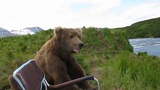 Bear is not afraid of Russsian?!